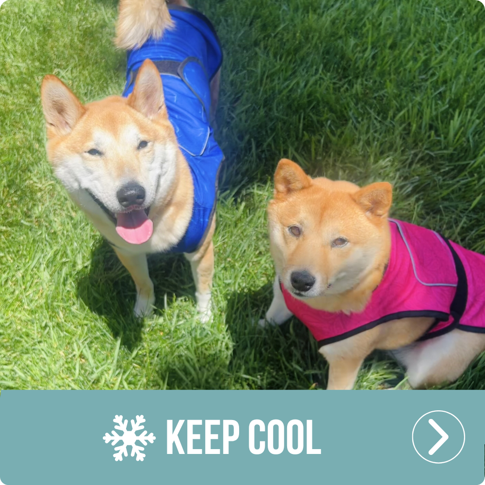 Keep cool - dog cooling vests