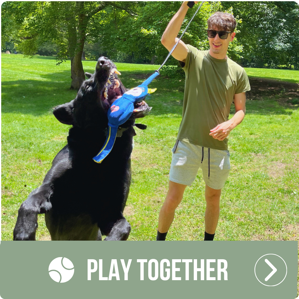 Play together - Flirt pole toys for enrichment