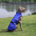 Dog wearing the Lucolove Dual Cool ice pack cooling vest
