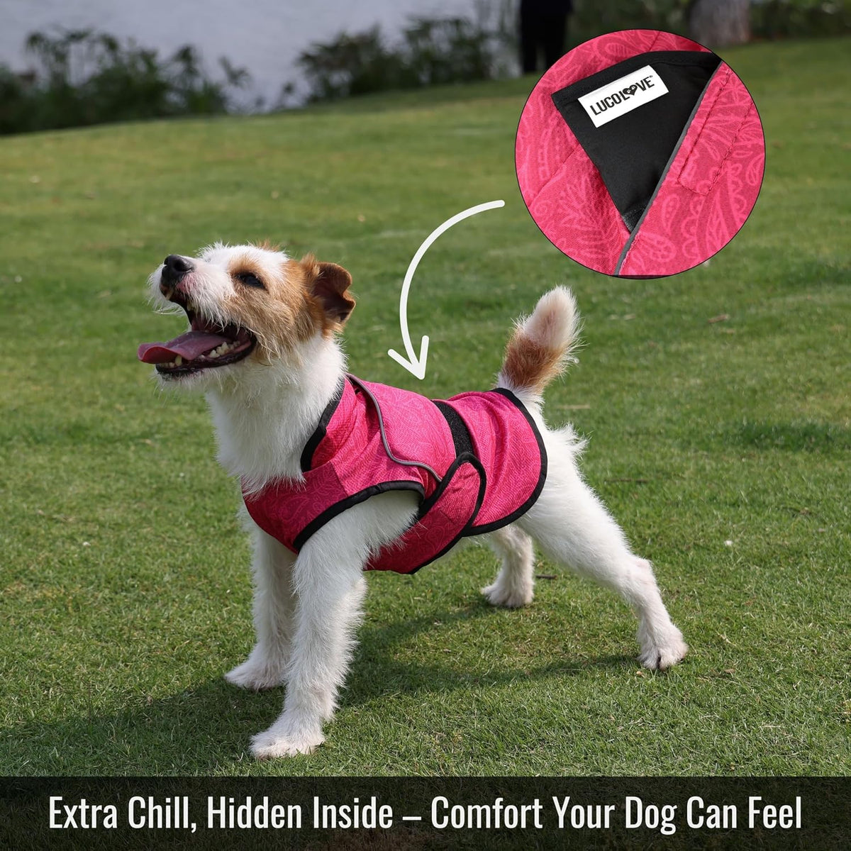 A small white terrier wearing a pink cooling vest on a grassy lawn with a close-up inset showing the hidden interior ice pack pocket.