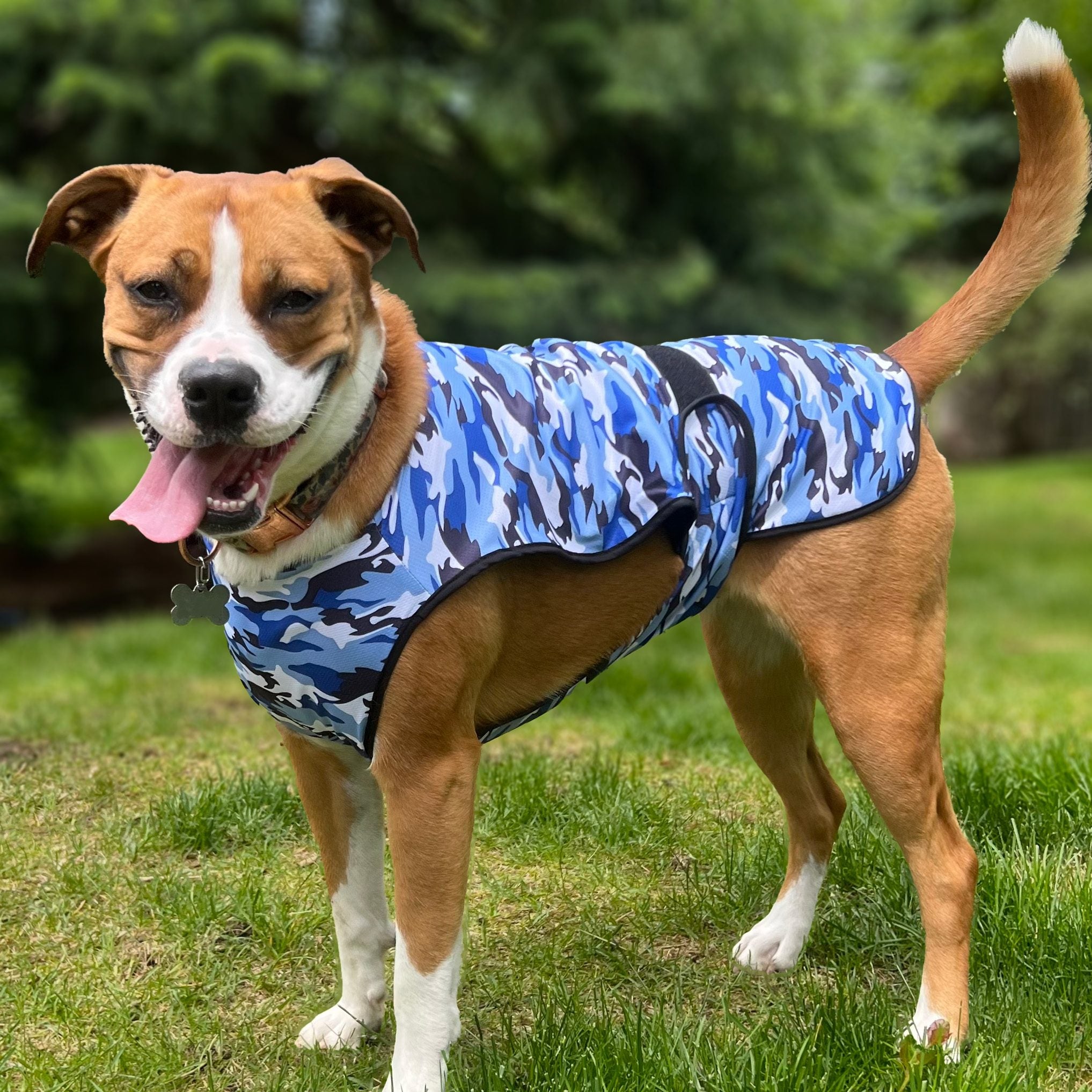 Dog wearing the Lucolove blue camo evaporative cooling vest