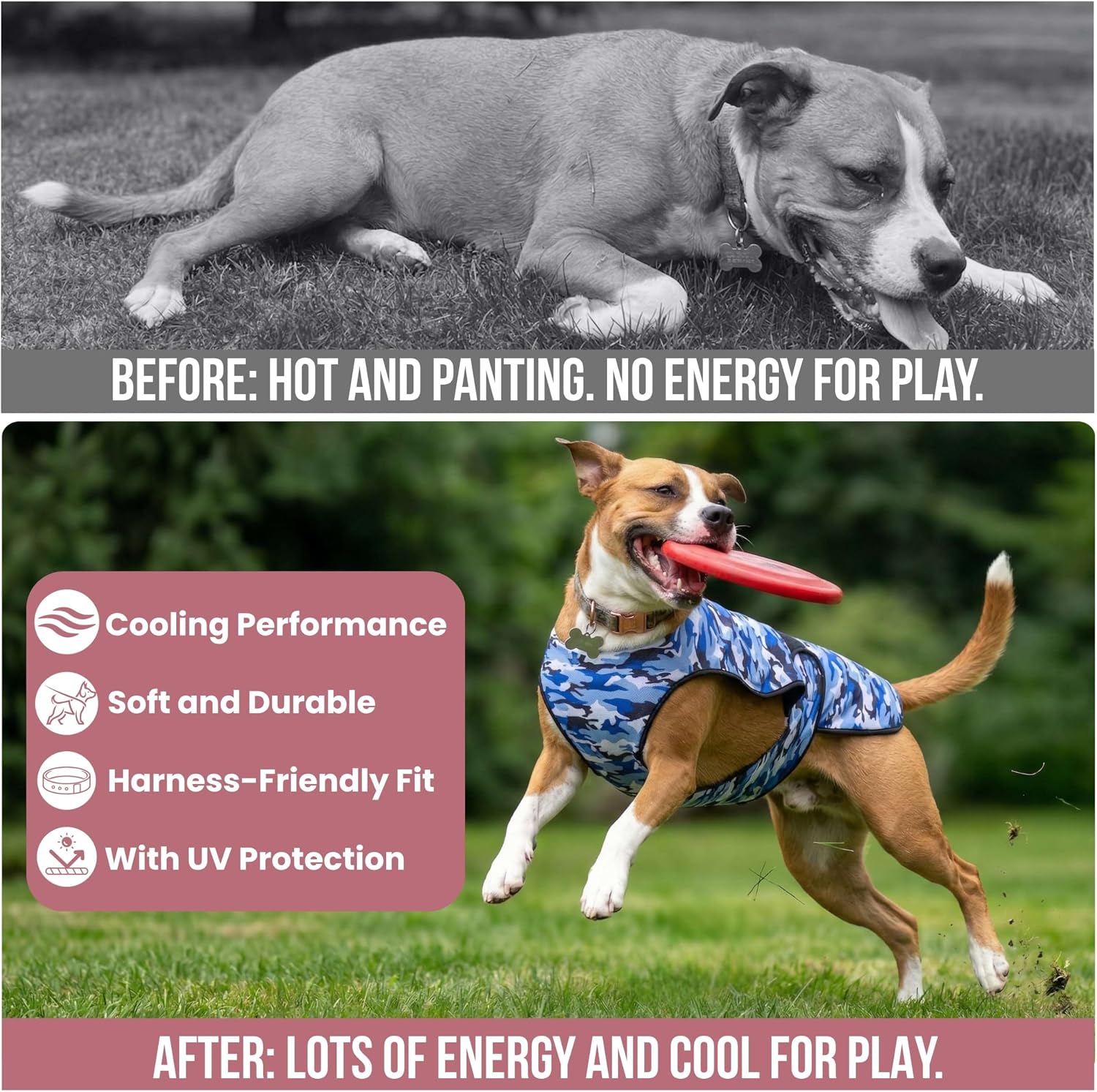 A split graphic showing a dog before and after using a cooling vest: the top black-and-white image shows the dog lying down hot and panting, while the bottom color image shows the dog energetically catching a frisbee while wearing a blue camouflage cooling vest.