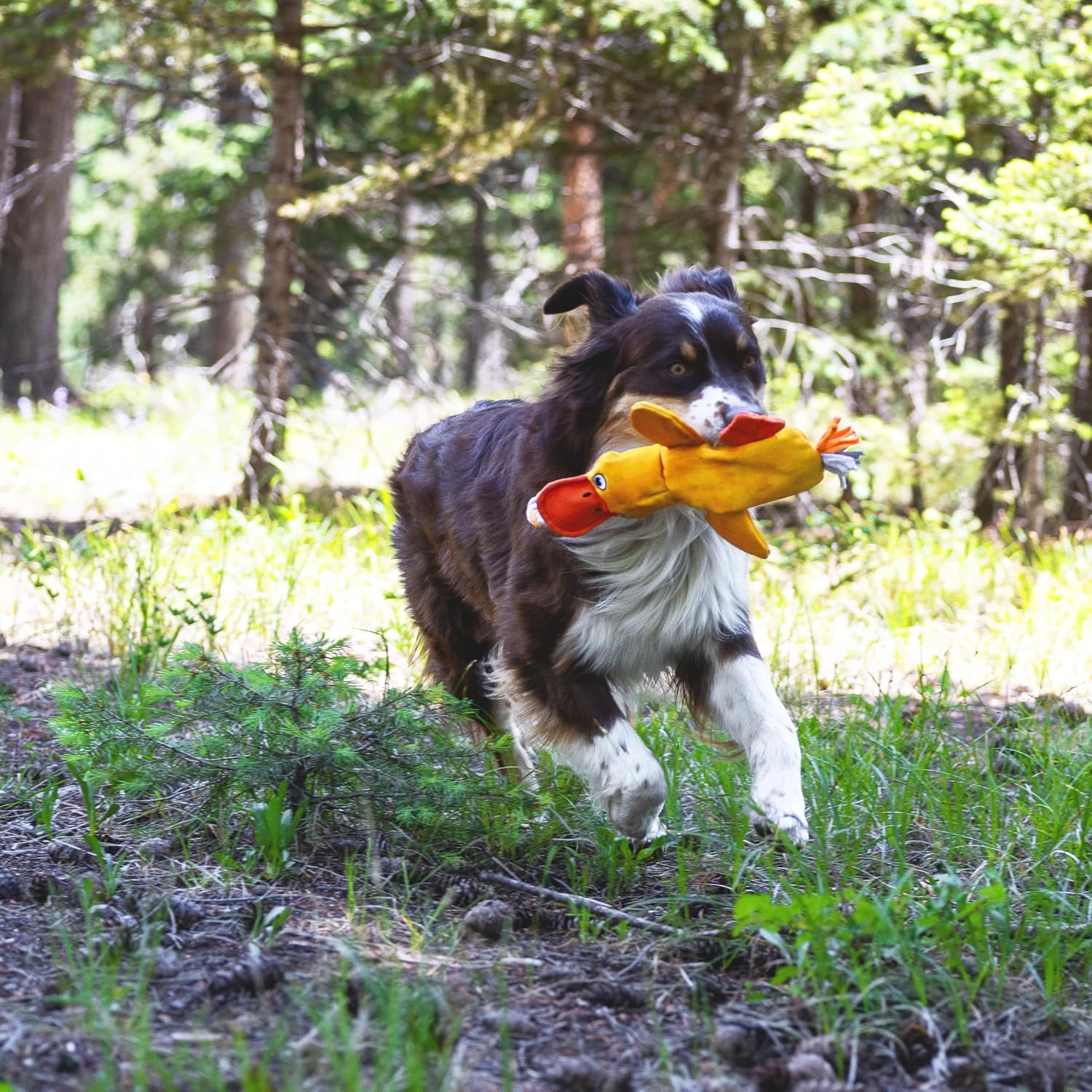 An Australian Shepherd running outdoors through a forested area holding the yellow duck lure in its mouth.