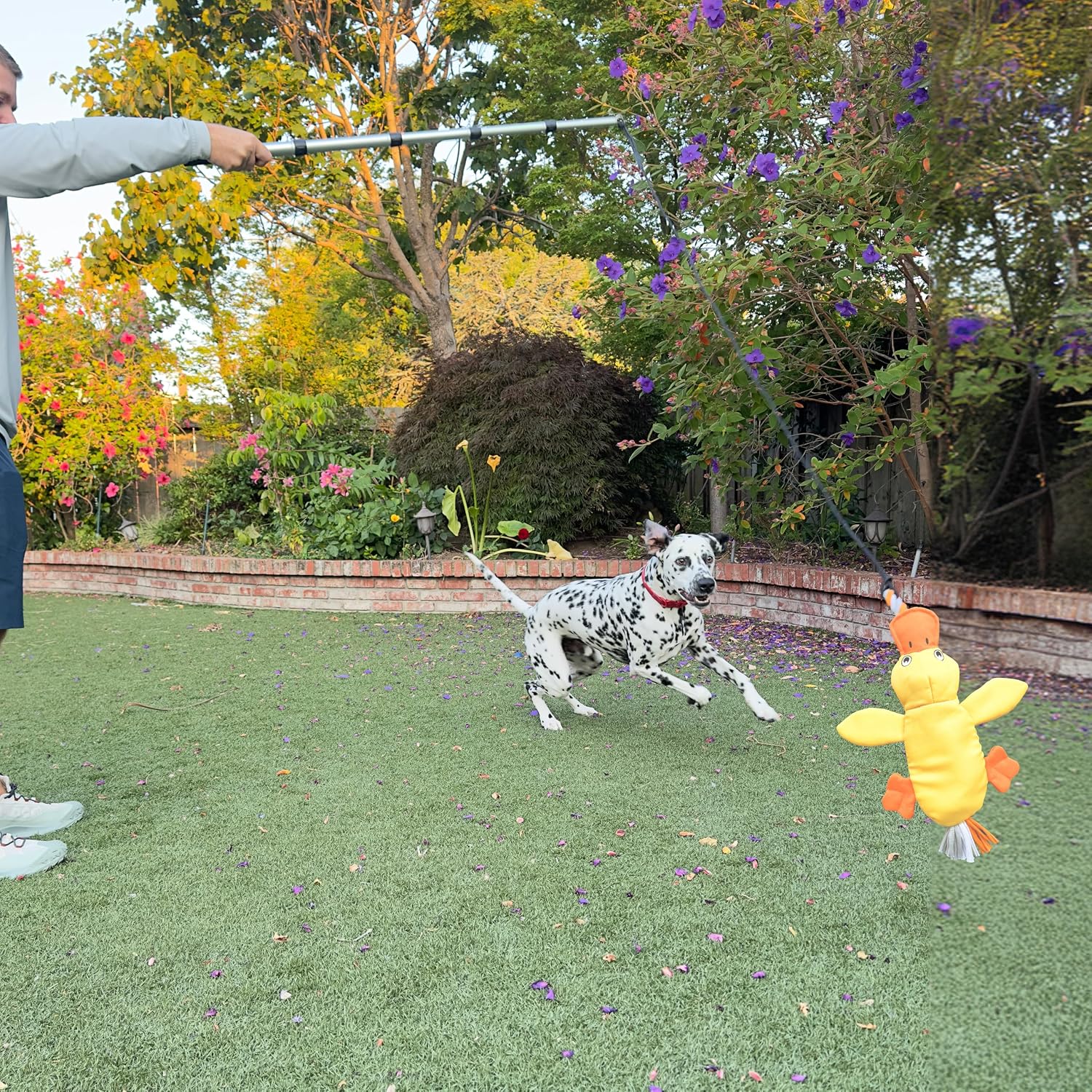 A Dalmatian chasing the yellow duck flirt pole lure across a grassy lawn while a person controls the extended pole.