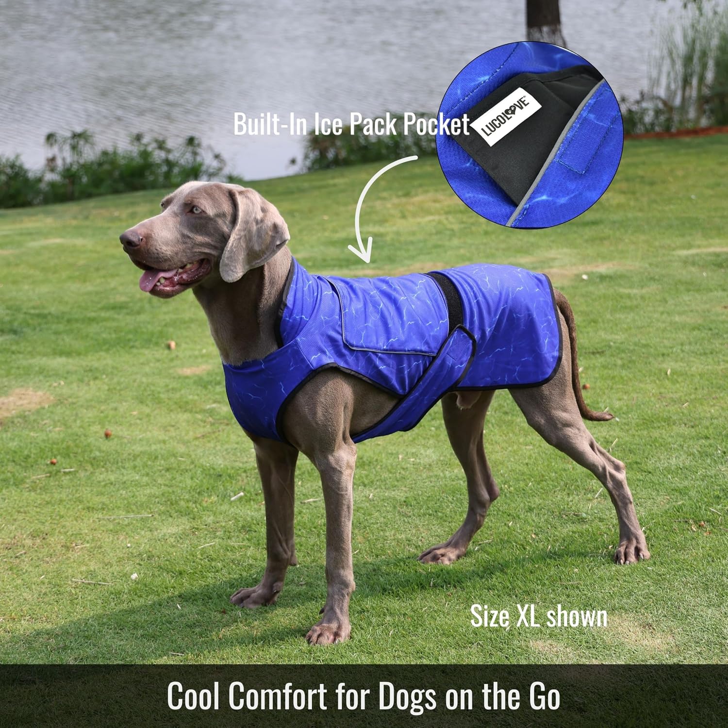 A dog standing on a grassy lawn wearing a bright blue cooling dog vest (size XL shown), with a circular inset callout showing the built-in ice pack pocket on top.