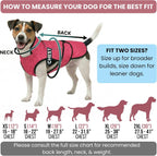 A sizing chart infographic illustrating how to measure a dog's neck, chest, and back length, featuring dog breed silhouettes across sizes XS through 2XL with chest measurements and sizing tips.