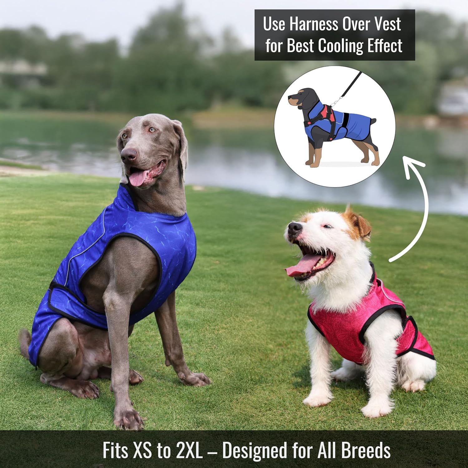 A Weimaraner in a blue cooling vest and a terrier in a pink cooling vest sitting on the grass near a lake, featuring an inset graphic recommending putting a harness over the vest for the best cooling effect.
