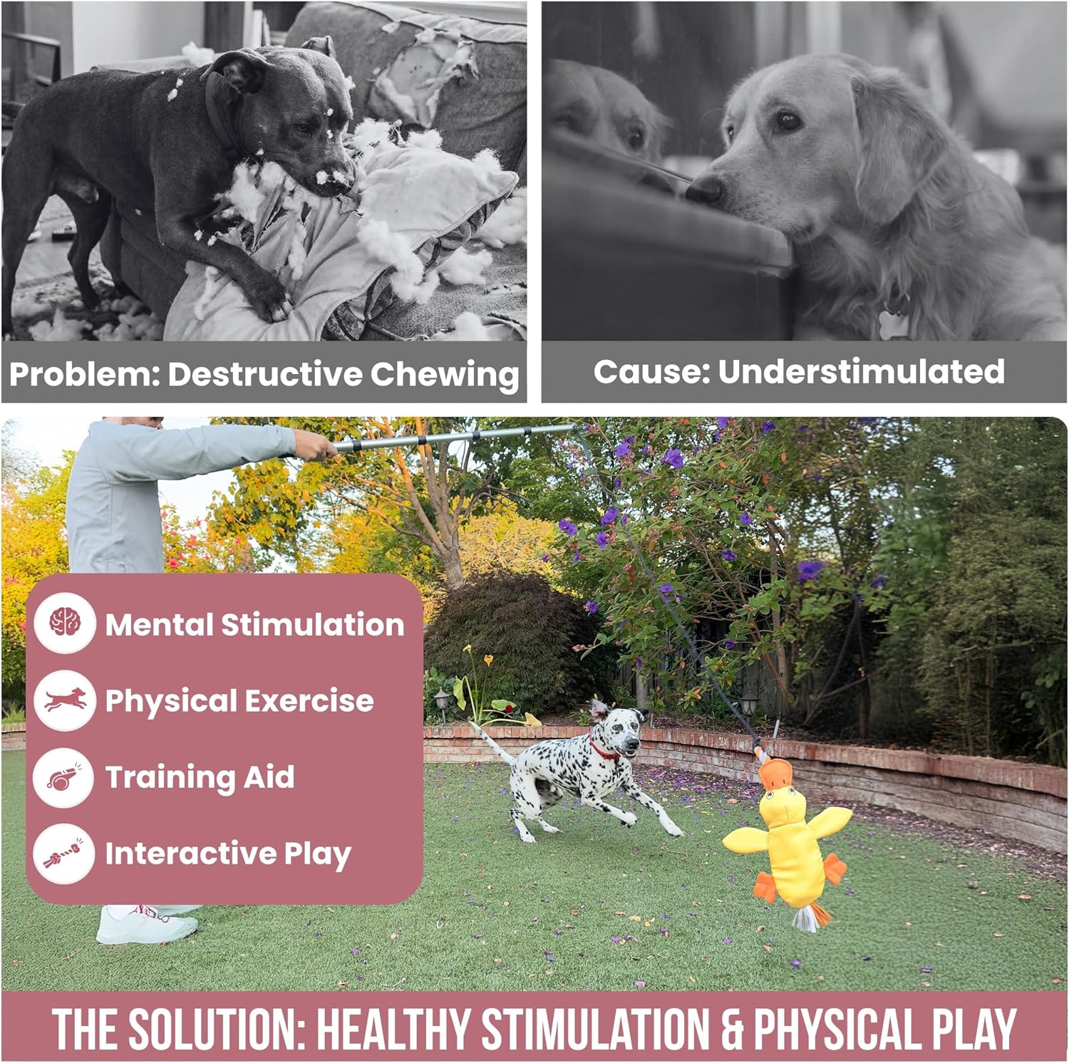 An infographic contrasting a bored, destructive dog with a Dalmatian running outdoors to chase a duck flirt pole toy.