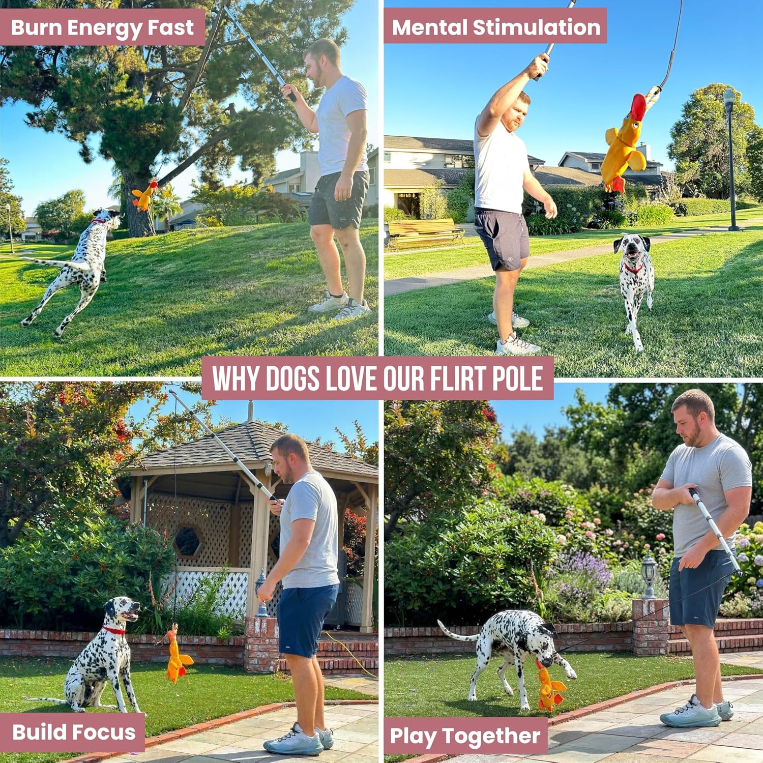 A four-panel grid showing a man exercising, training, and playing with a Dalmatian outdoors using a flirt pole with a duck lure.