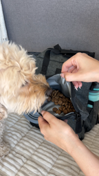 A small fluffy dog eats kibble from an open gray and black pet bag, with a person's hands holding the bag open. The bag has a gray and black patterned exterior, a gray interior, and a black zipper.