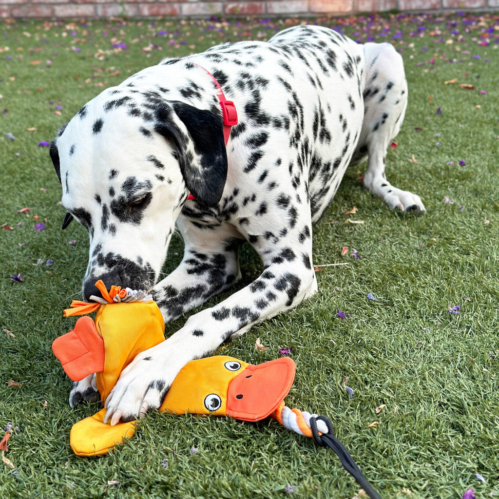 Dog chasing the Lucolove StrongBite flirt pole with the duck chaser toy