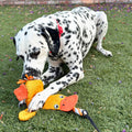 Dog chasing the Lucolove StrongBite flirt pole with the duck chaser toy