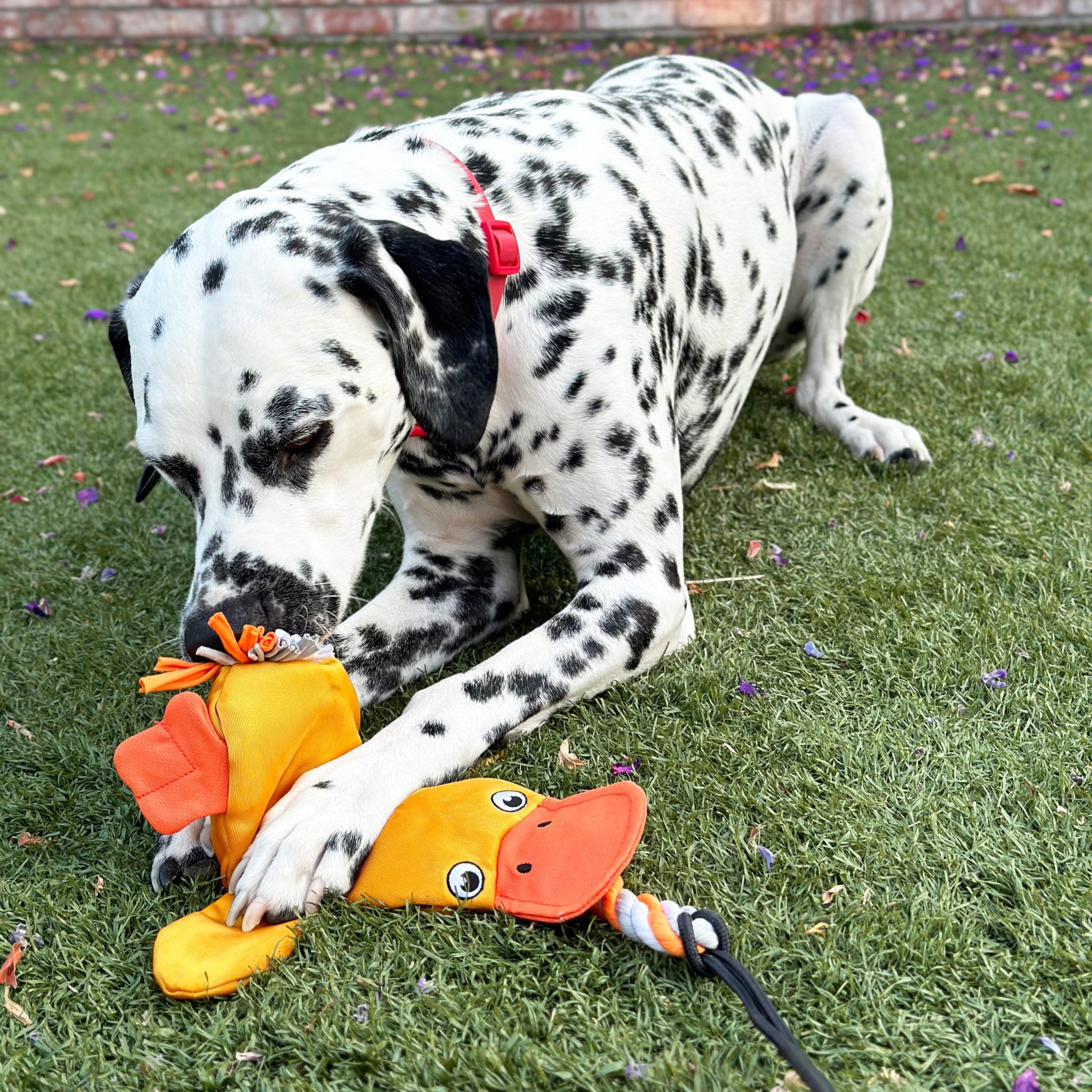 Dog playing with the Lucolove duck chase toy
