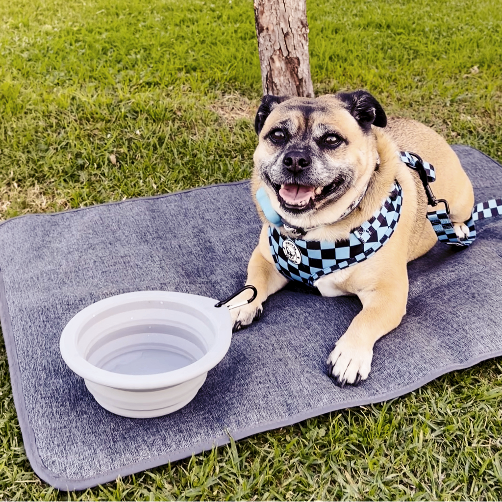 A tan Pug dog lies on a gray blanket on a green grassy park lawn, wearing a blue and black checkered harness and bandana. A white collapsible water bowl is placed next to the dog under a tree.