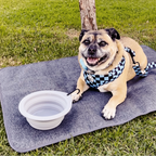 A tan Pug dog lies on a gray blanket on a green grassy park lawn, wearing a blue and black checkered harness and bandana. A white collapsible water bowl is placed next to the dog under a tree.