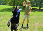 A man playing in a grassy park with a large black dog, dangling a blue flirt pole lure overhead as the dog leaps up to catch it.