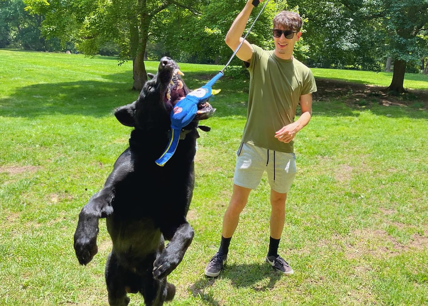 A man playing in a grassy park with a large black dog, dangling a blue flirt pole lure overhead as the dog leaps up to catch it.