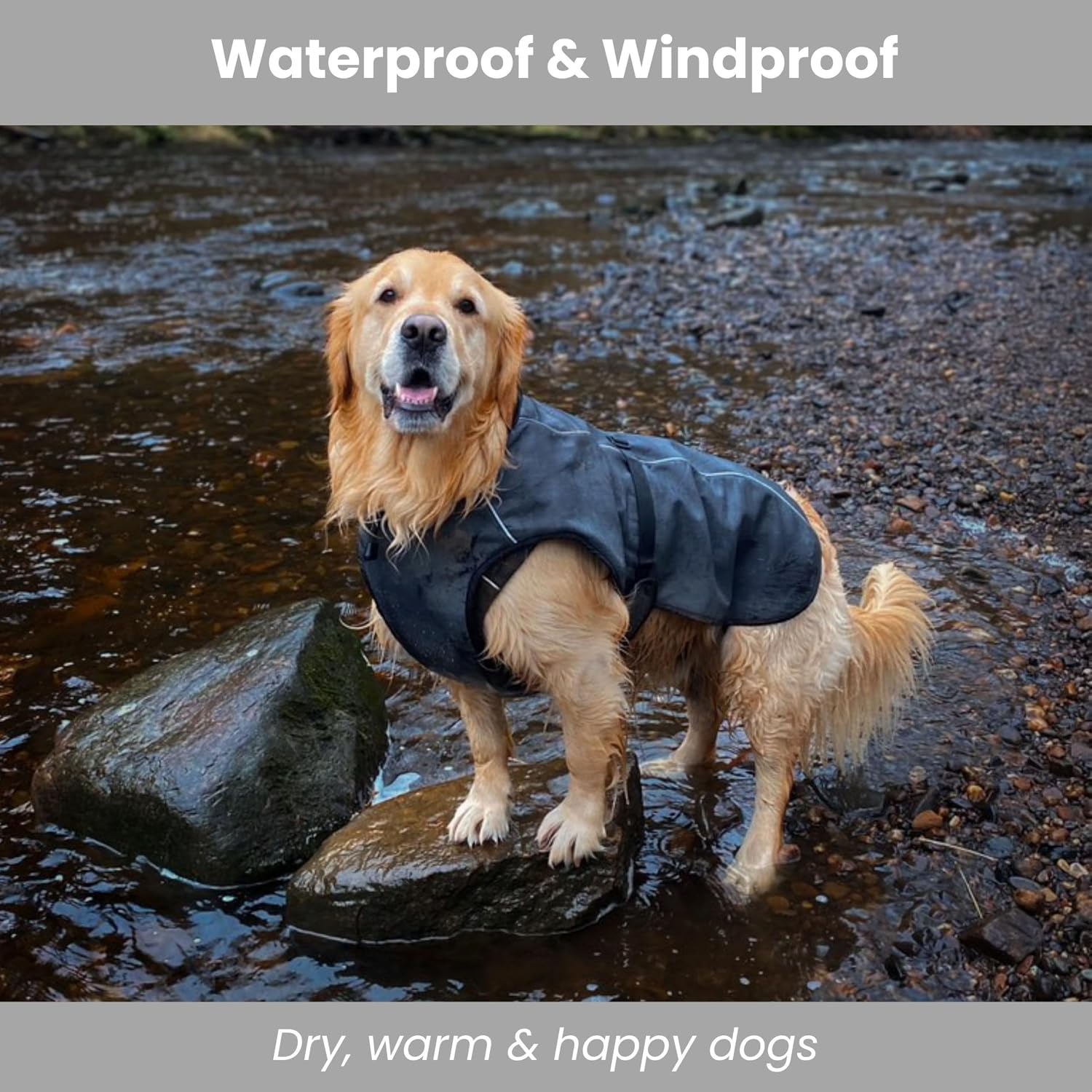 A Golden Retriever standing on rocks in a shallow stream, wearing a dark gray waterproof and windproof dog jacket.