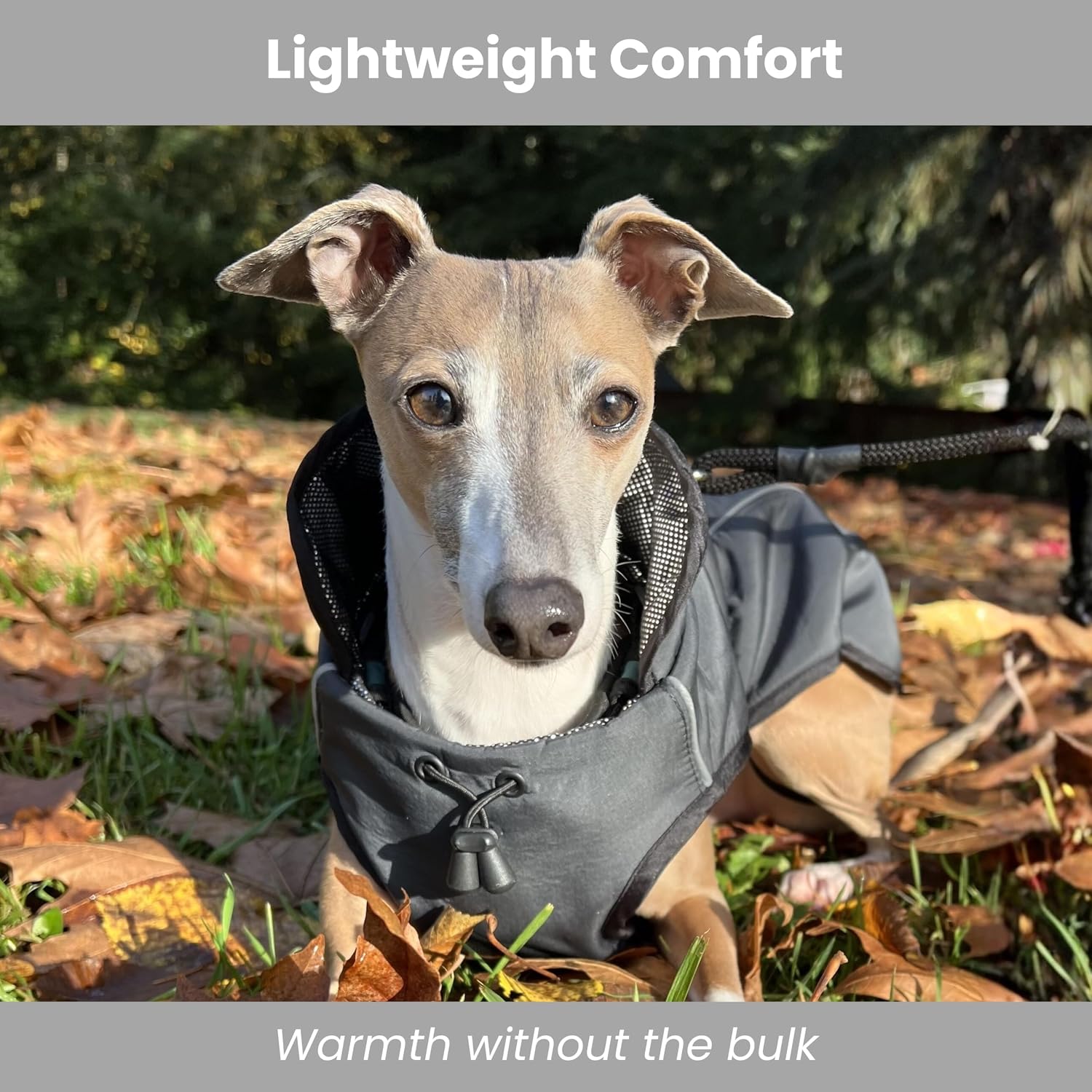An Italian Greyhound wearing a lightweight gray dog coat sitting outdoors in autumn leaves.
