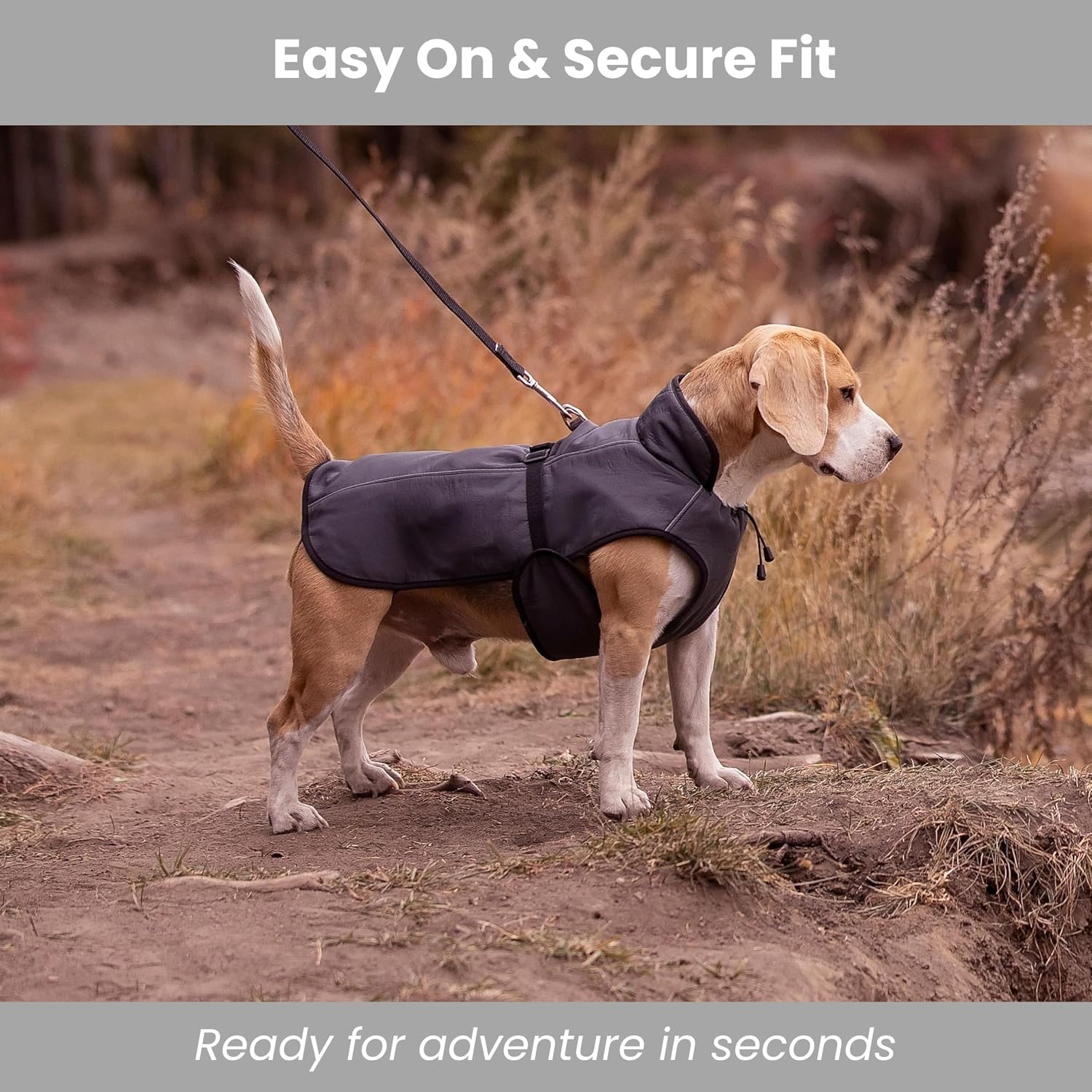 A Beagle wearing a gray dog jacket standing on a dirt trail outdoors, attached to a leash via a back harness attachment.