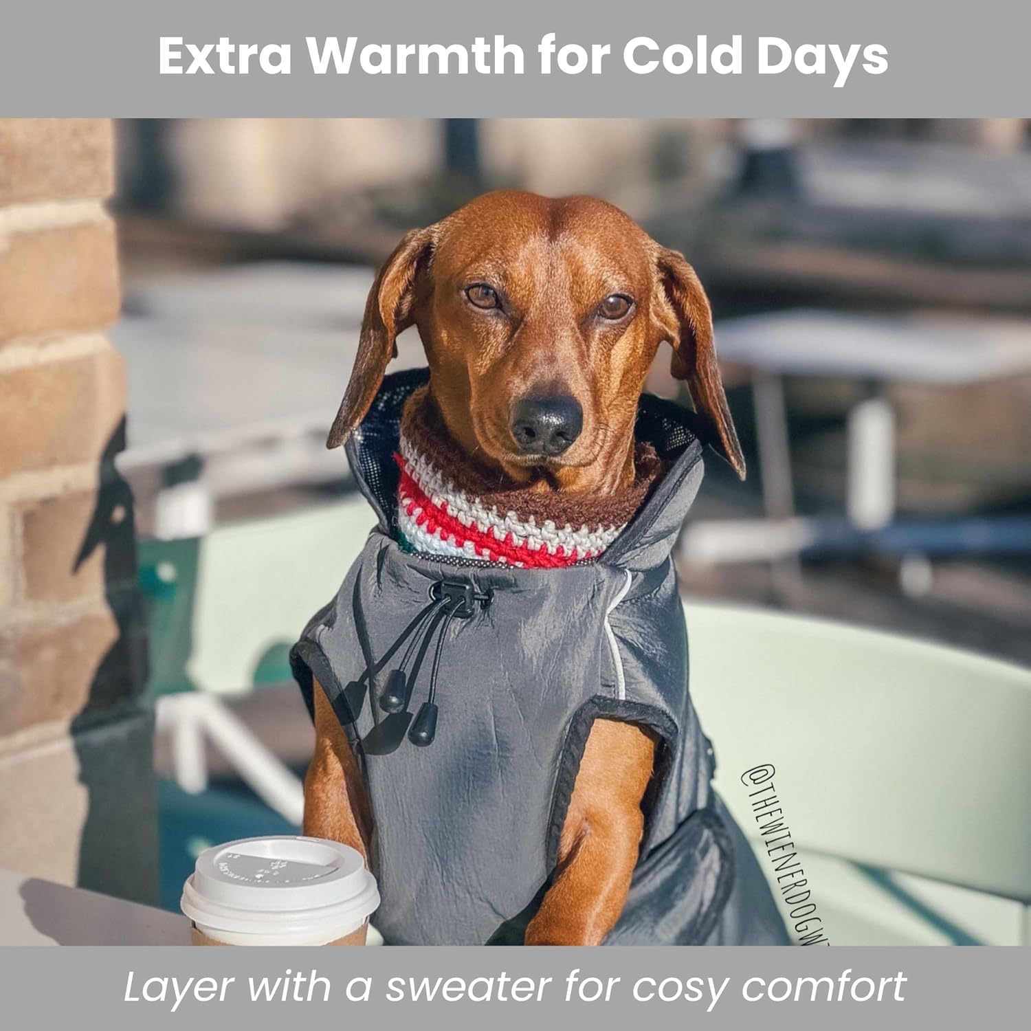 A Dachshund wearing a red-and-white knit sweater layered under a gray dog jacket, sitting outdoors next to a coffee cup.